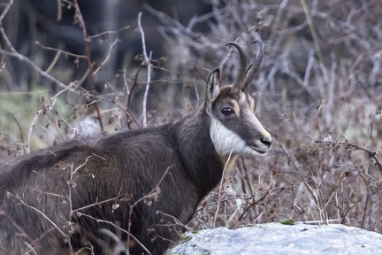 Chamois-13
