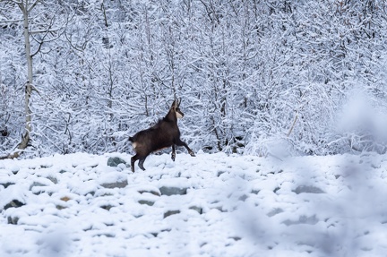 chamois Ch 1