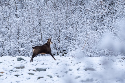 chamois Ch 2