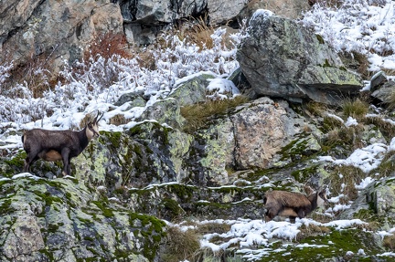 chamois Ch 11