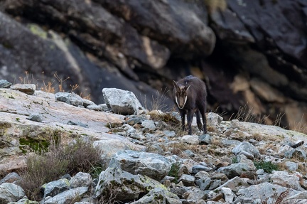chamois Ch 12