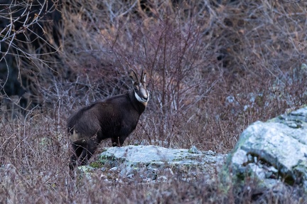 chamois Ch 13