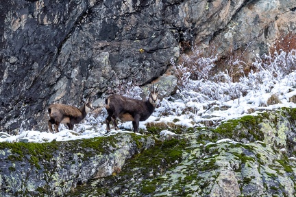 chamois Ch 14