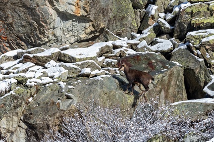 chamois Ch 17