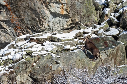 chamois Ch 18