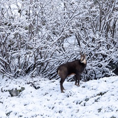 chamois Ch 19