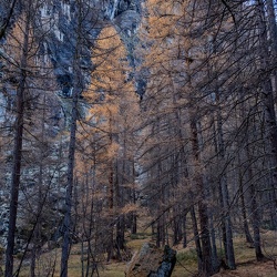 Sortie chamois