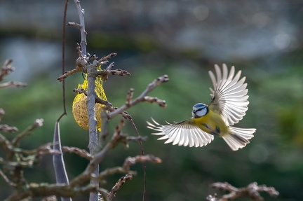 Mésange bleue