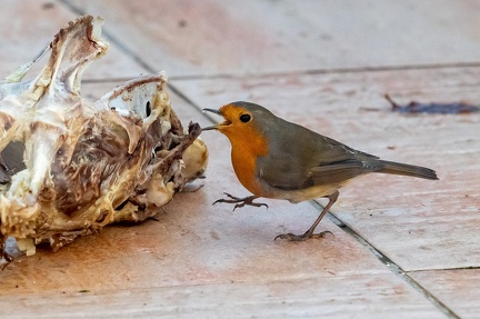 Moineau carnivore