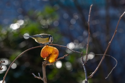 Mésange bleue