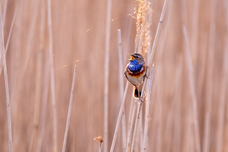 Gorgebleue à miroir - 4225 - 2048px.jpg