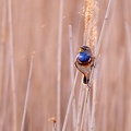 Gorgebleue à miroir - 4225 - 2048px.jpg