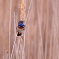 Gorgebleue à miroir - 4233 - 2048px.jpg