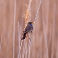 Gorgebleue à miroir - 4236 - 2048px.jpg