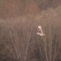 Hibou des marais - 4129 - 2048px.jpg