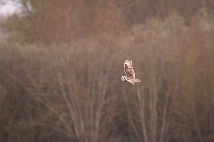 Hibou des marais - 4129 - 2048px