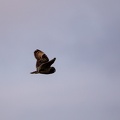 Hibou des marais - 4163 - 2048px.jpg