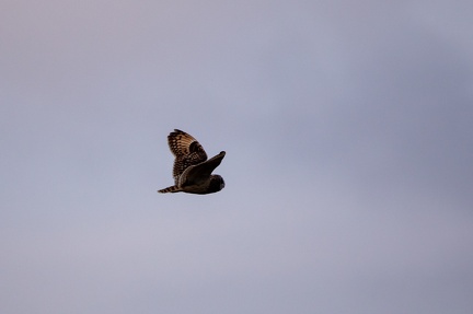 Hibou des marais - 4163 - 2048px