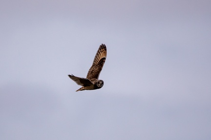 Hibou des marais - 4164 - 2048px