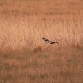 Hibou des marais - 4176 - 2048px.jpg