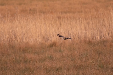 Hibou des marais - 4176 - 2048px