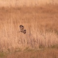 Hibou des marais - 4179 - 2048px.jpg