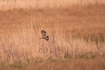 Hibou des marais - 4179 - 2048px