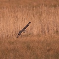 Hibou des marais - 4180 - 2048px.jpg