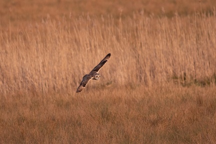 Hibou des marais - 4180 - 2048px