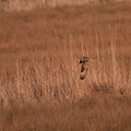 Hibou des marais - 4187 - 2048px.jpg