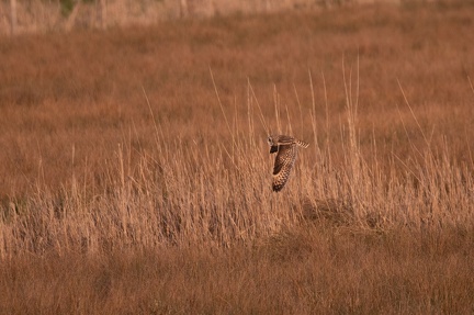 Hibou des marais - 4187 - 2048px