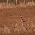 Hibou des marais - 4188 - 2048px.jpg