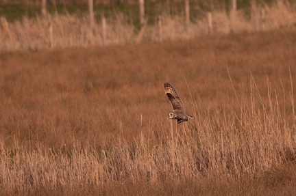 Hibou des marais - 4188 - 2048px