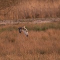 Hibou des marais - 4191 - 2048px.jpg