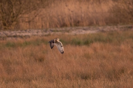 Hibou des marais - 4191 - 2048px