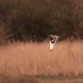 Hibou des marais - 4197 - 2048px.jpg