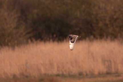 Hibou des marais - 4197 - 2048px