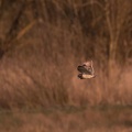 Hibou des marais - 4198 - 2048px.jpg