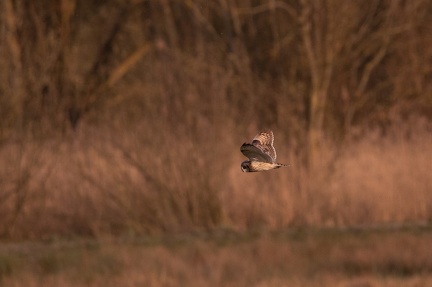 Hibou des marais - 4198 - 2048px
