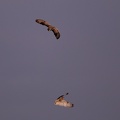 Hibou des marais - 4206 - 2048px.jpg