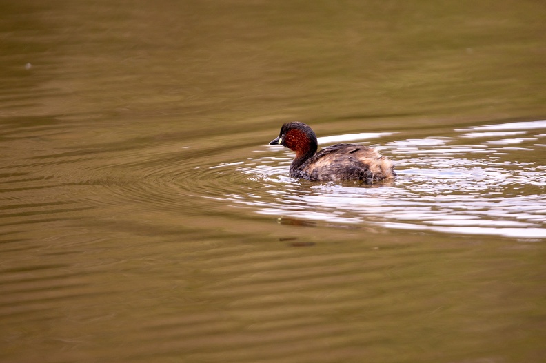 Parc de Grand-Laviers - 4008 - 2048px.jpg