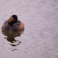 Parc de Grand-Laviers - 4025 - 2048px.jpg