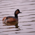 Parc de Grand-Laviers - 4037 - 2048px.jpg