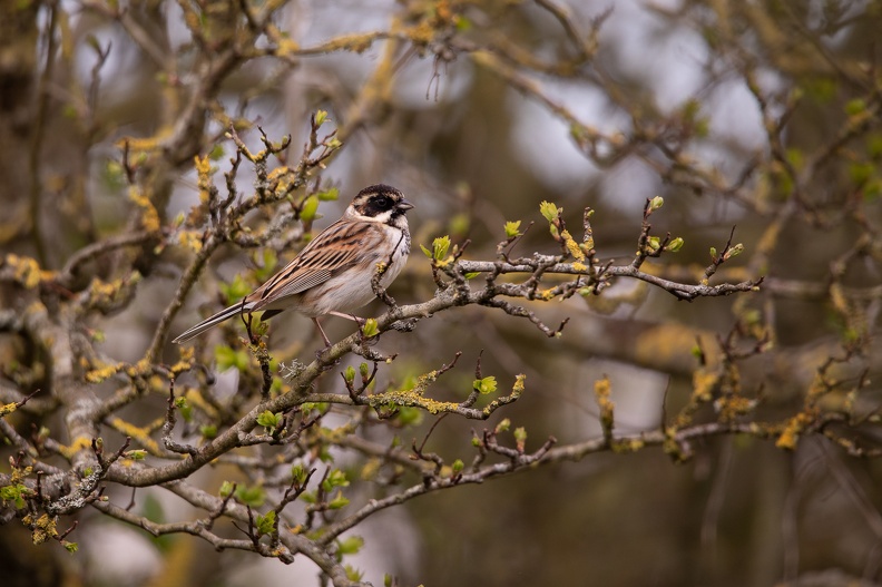 Parc de Grand-Laviers - 4114 - 2048px.jpg