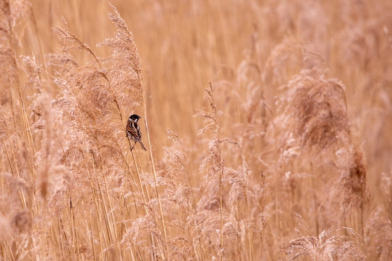 Parc de Grand-Laviers - 4121 - 2048px.jpg