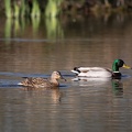 Parc du marquenterre - 3487 - 2048px.jpg