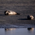 Plage aux phoques - 3823 - 2048px.jpg