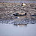 Plage aux phoques - 3830 - 2048px.jpg