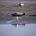Plage aux phoques - 3831 - 2048px.jpg