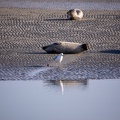 Plage aux phoques - 3832 - 2048px.jpg